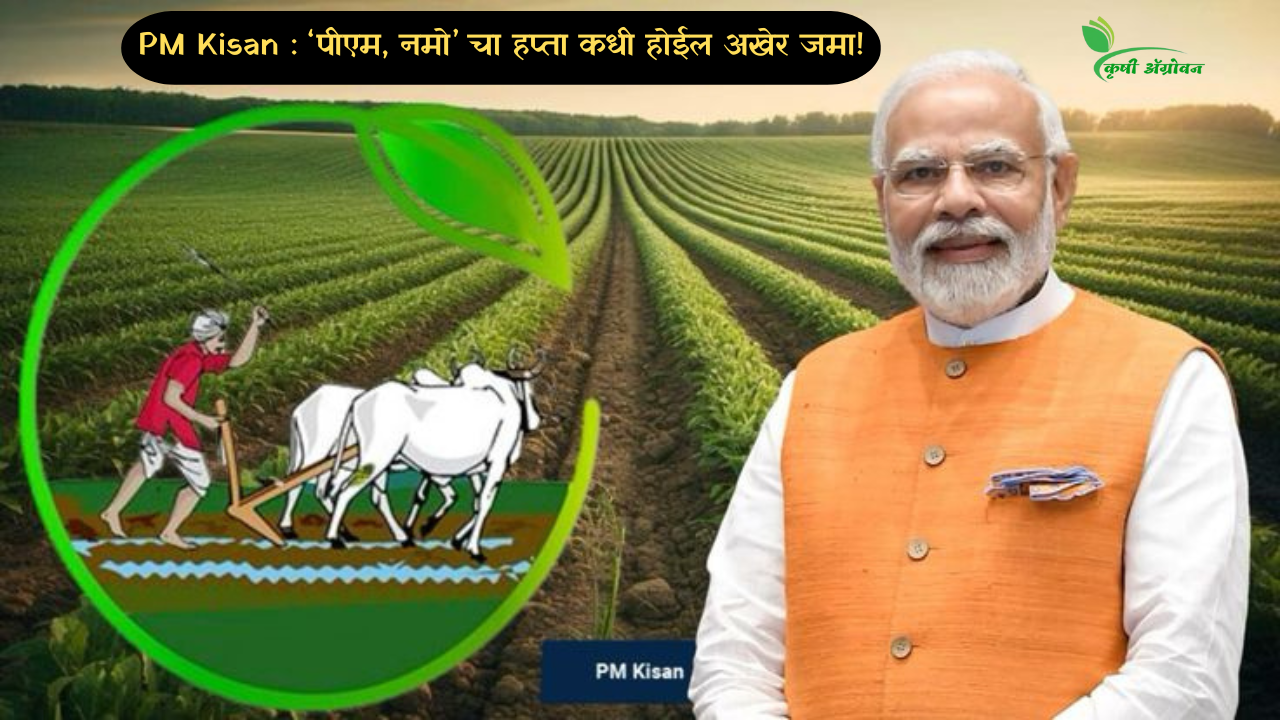 PM Kisan : ‘पीएम, नमो’ चा हप्ता कधी होईल अखेर जमा!